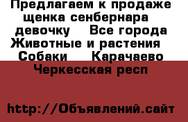 Предлагаем к продаже щенка сенбернара - девочку. - Все города Животные и растения » Собаки   . Карачаево-Черкесская респ.